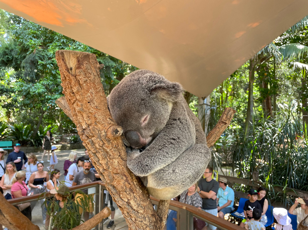 Koala Park Sanctuary景点图片