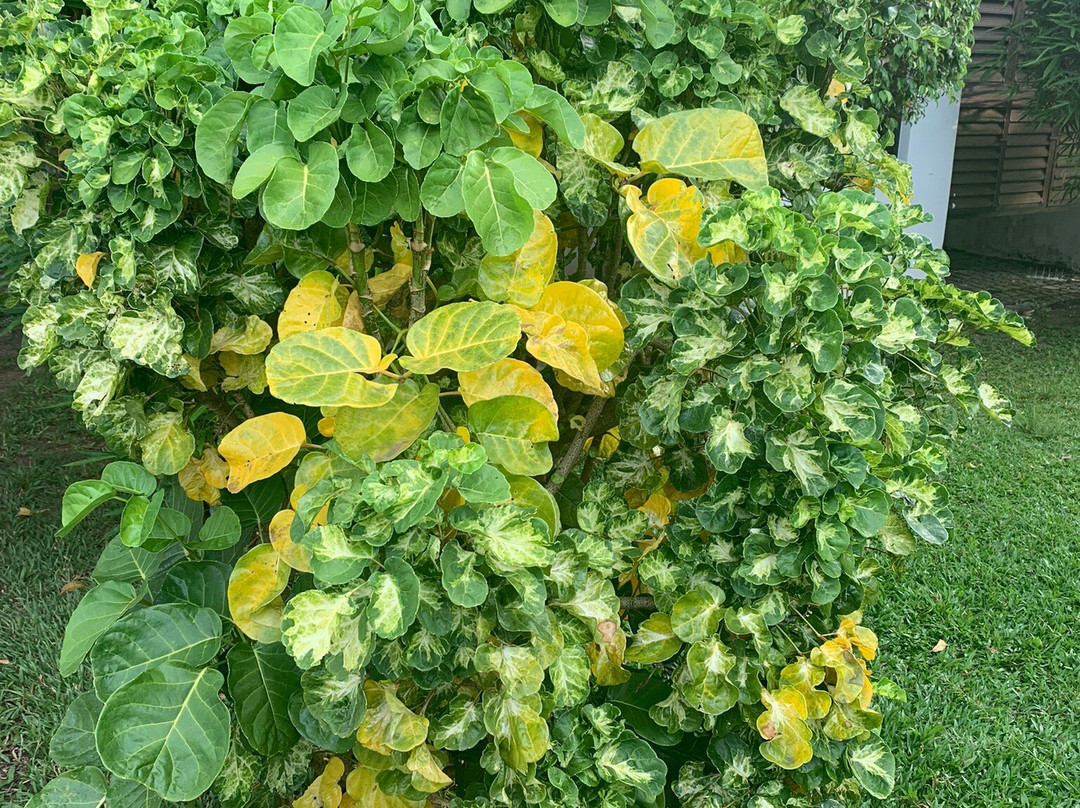 Treebo Premium Travancore Palace Cherthala主图