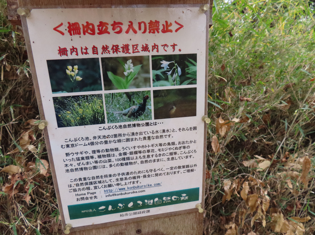 Kombukuro Pond Natural History Park-柏市必去景点