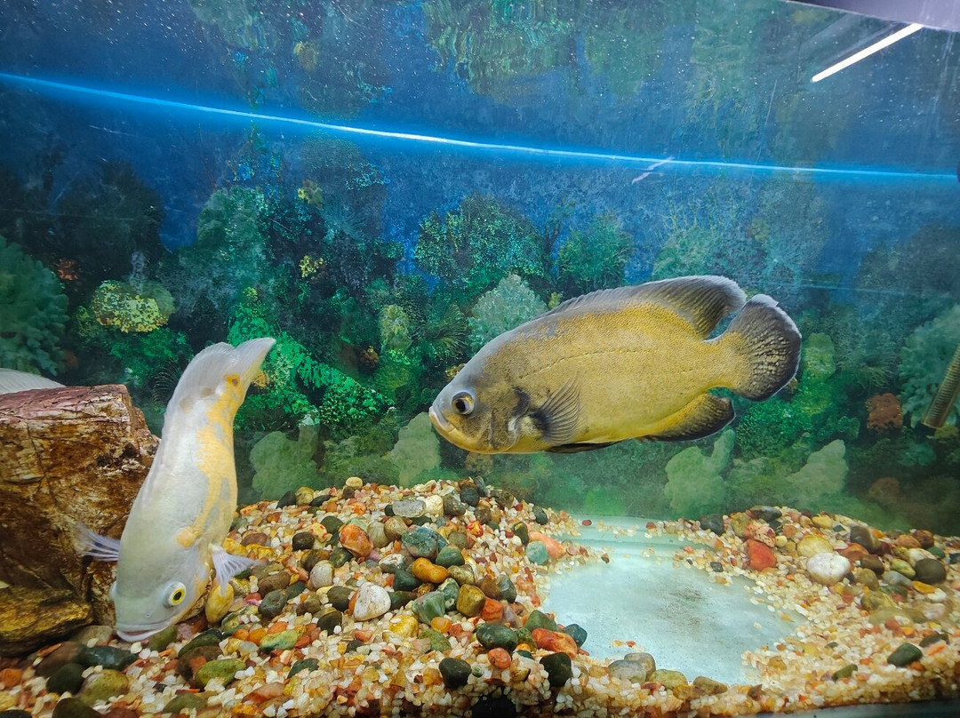 Pookot Lake-卡尔贝塔必去景点