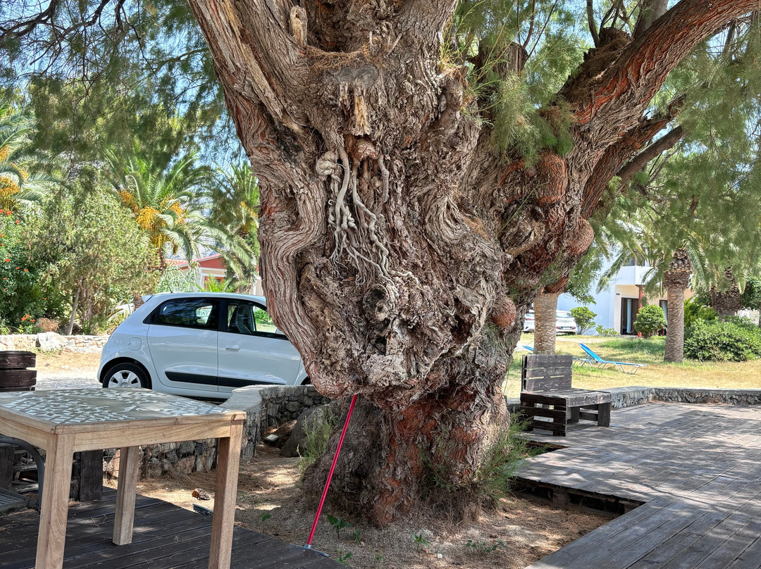 Maria's Studios主图