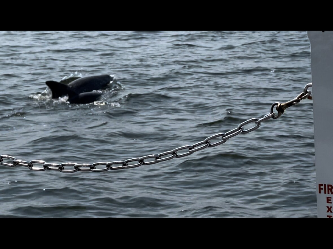 Harbor Star Dolphin Tours景点图片