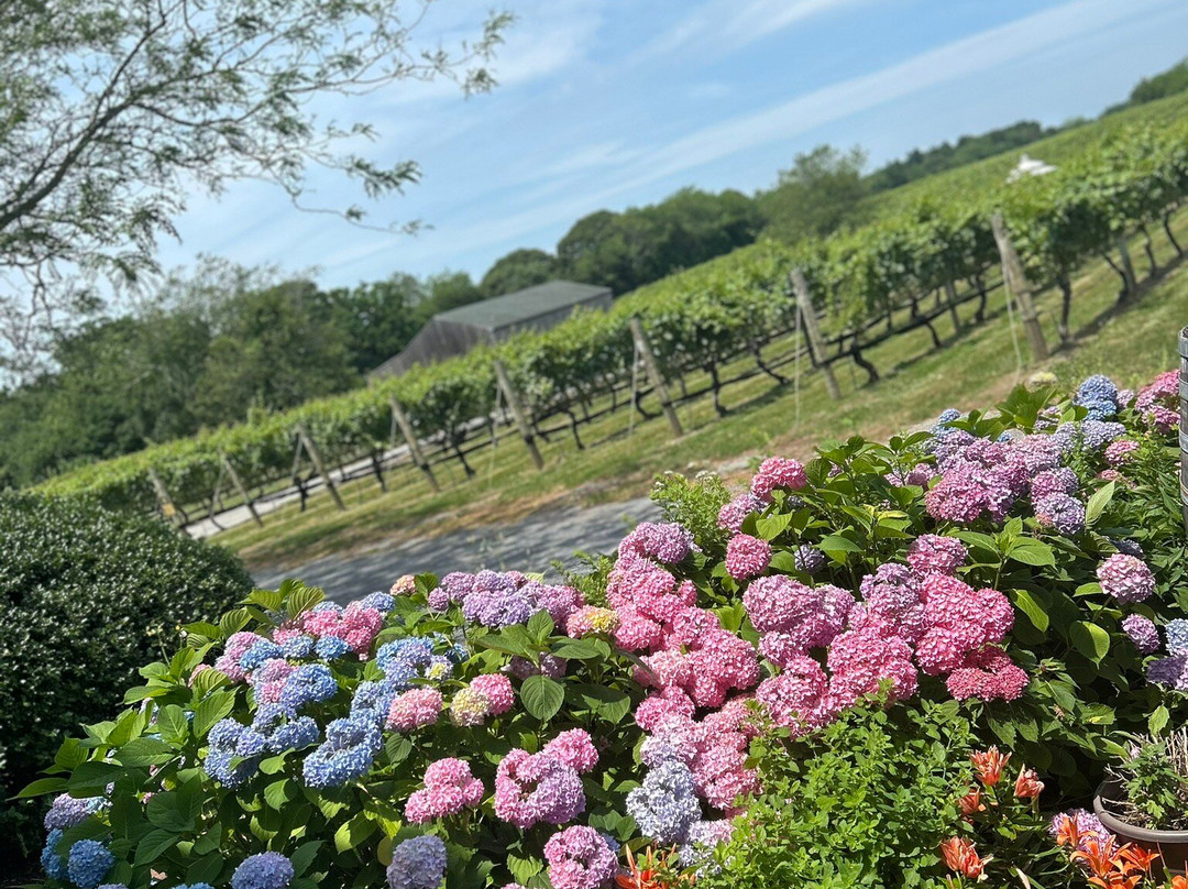 Pellegrini Vineyards景点图片