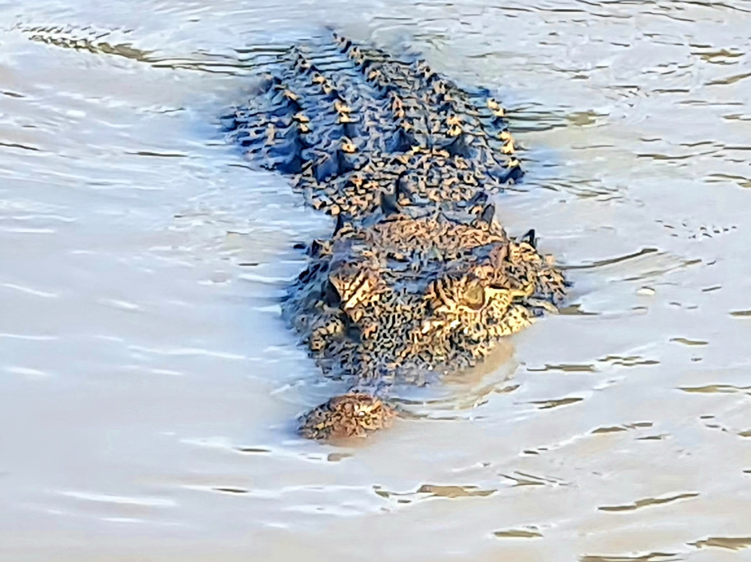 Adelaide River Tours-达尔文市必去景点