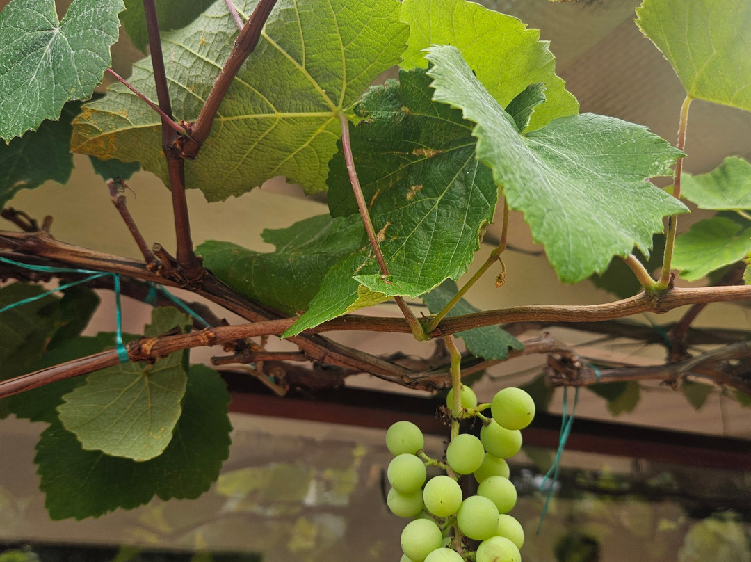 Viñedo Abarán-Sutamarchan必去景点