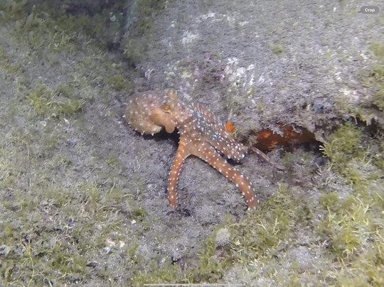 Madeira Divepoint-沙尔必去景点