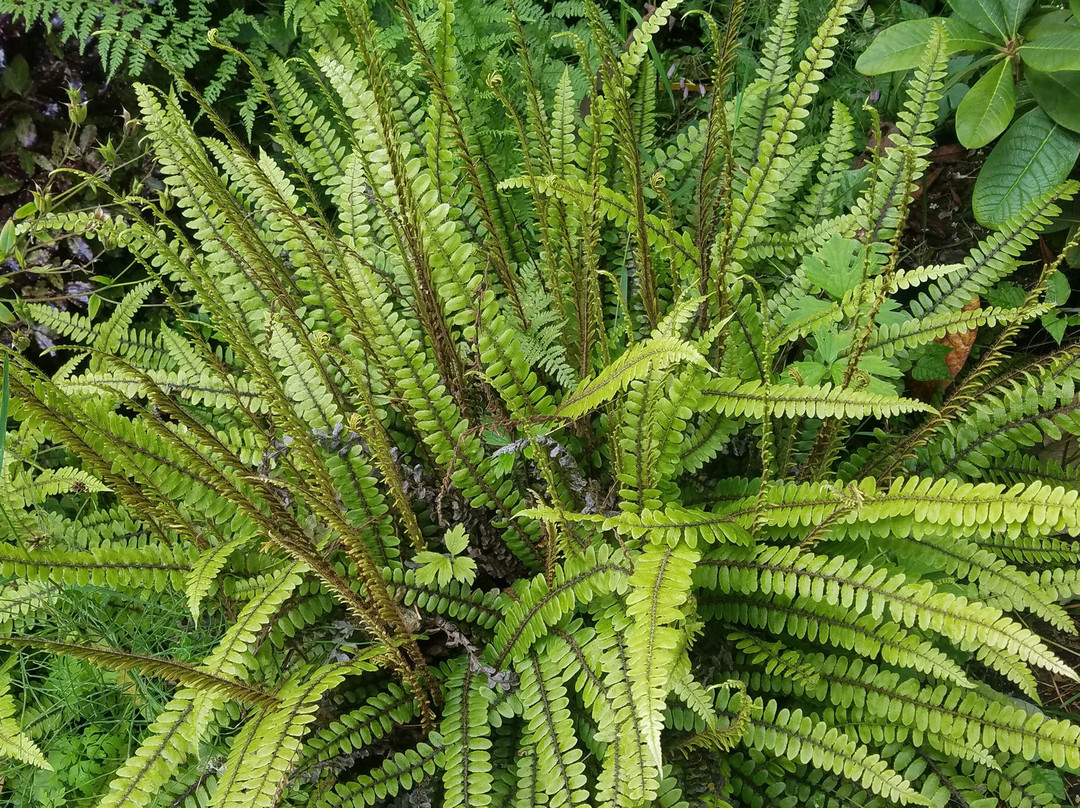 Cluain Na Dtor Seaside Gardens & Nursery-Falcarragh必去景点