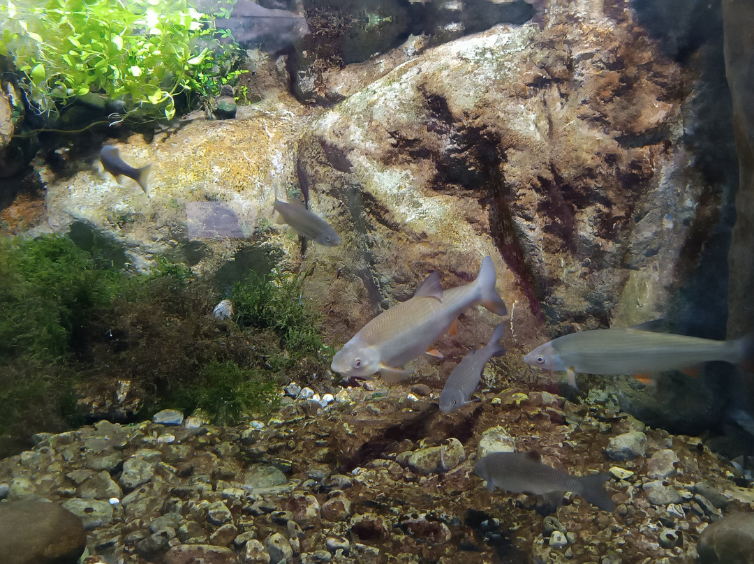 Acquario di Ariis景点图片