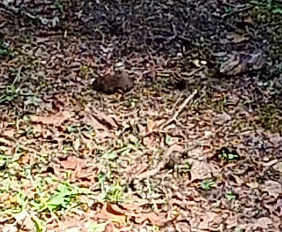 Centro Visita della Fauna Appenninica "O. Caporaso"景点图片