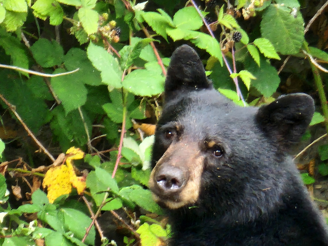 Klamath River Jet Boat Tours-克拉马斯必去景点
