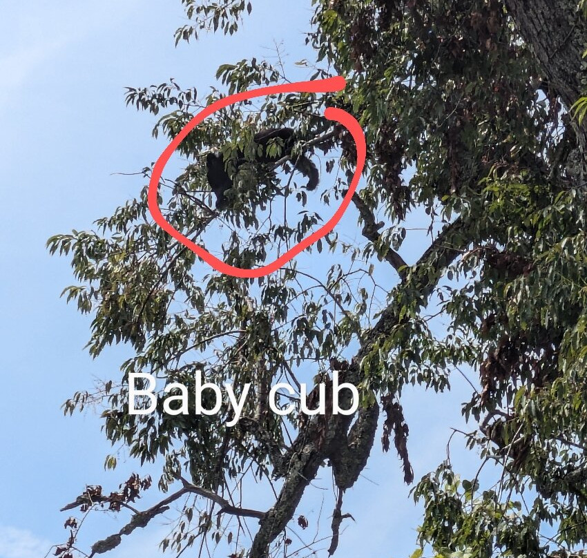 Cades Cove Visitor Center-大雾山国家公园必去景点