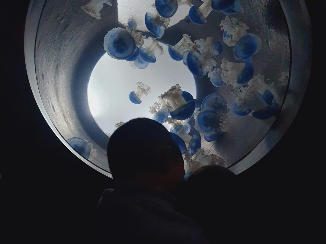 Bioparc Acuario De Gijón-希洪必去景点