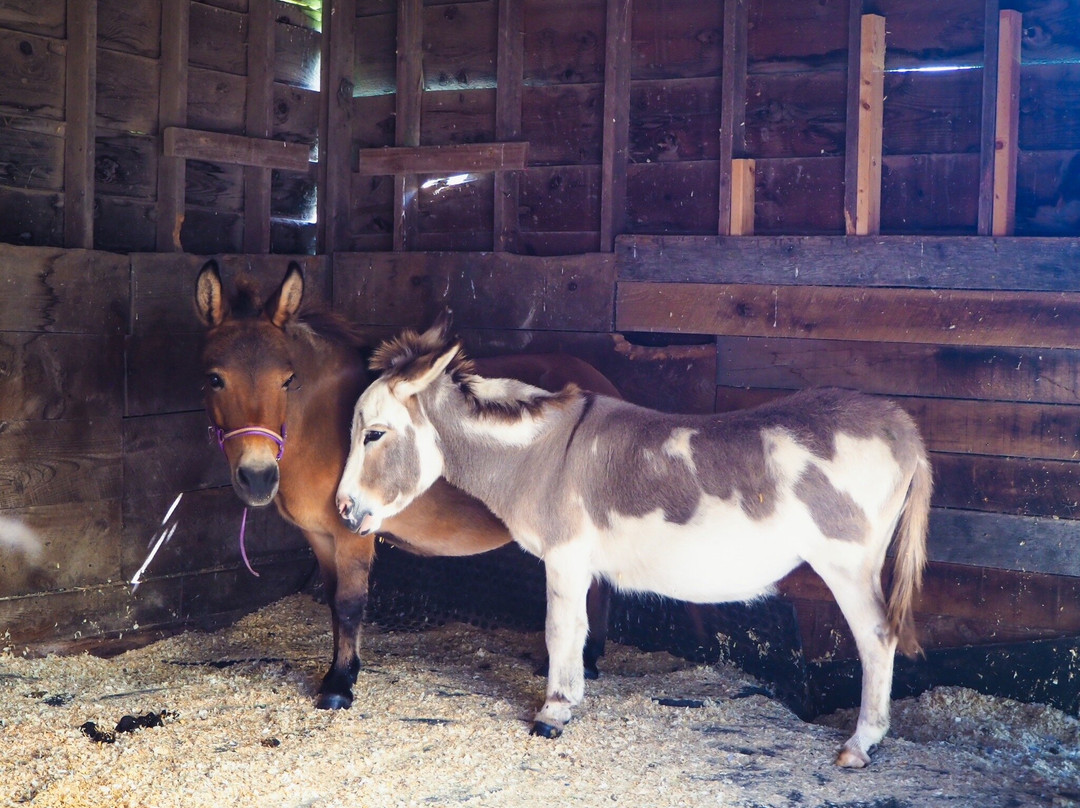 Catskill Animal Sanctuary-Saugerties必去景点