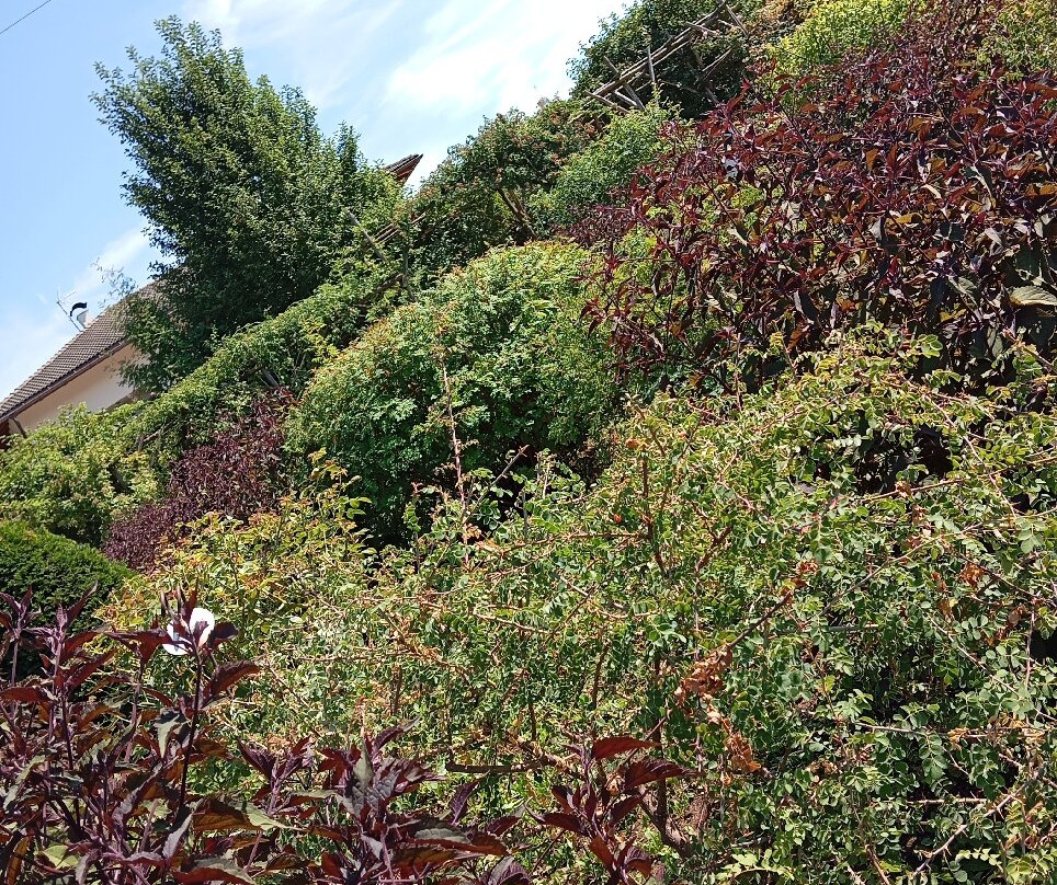 Giardino della Rosa景点图片