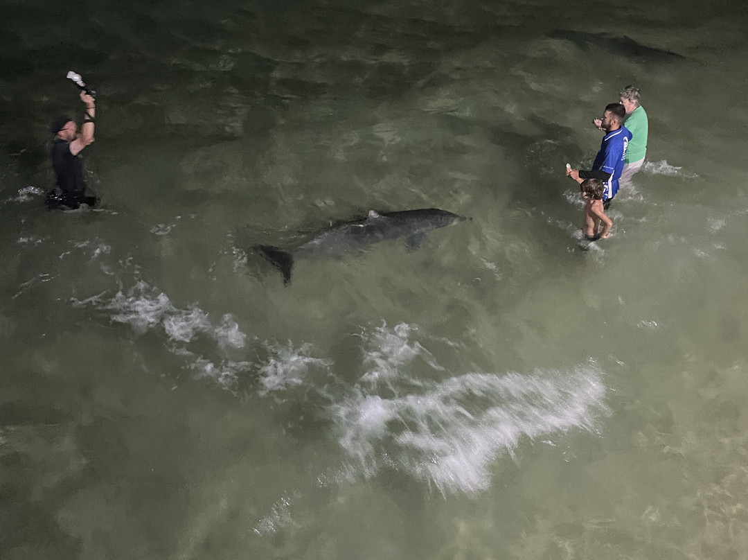 Tangalooma Wild Dolphin Feeding Program-天阁露玛必去景点
