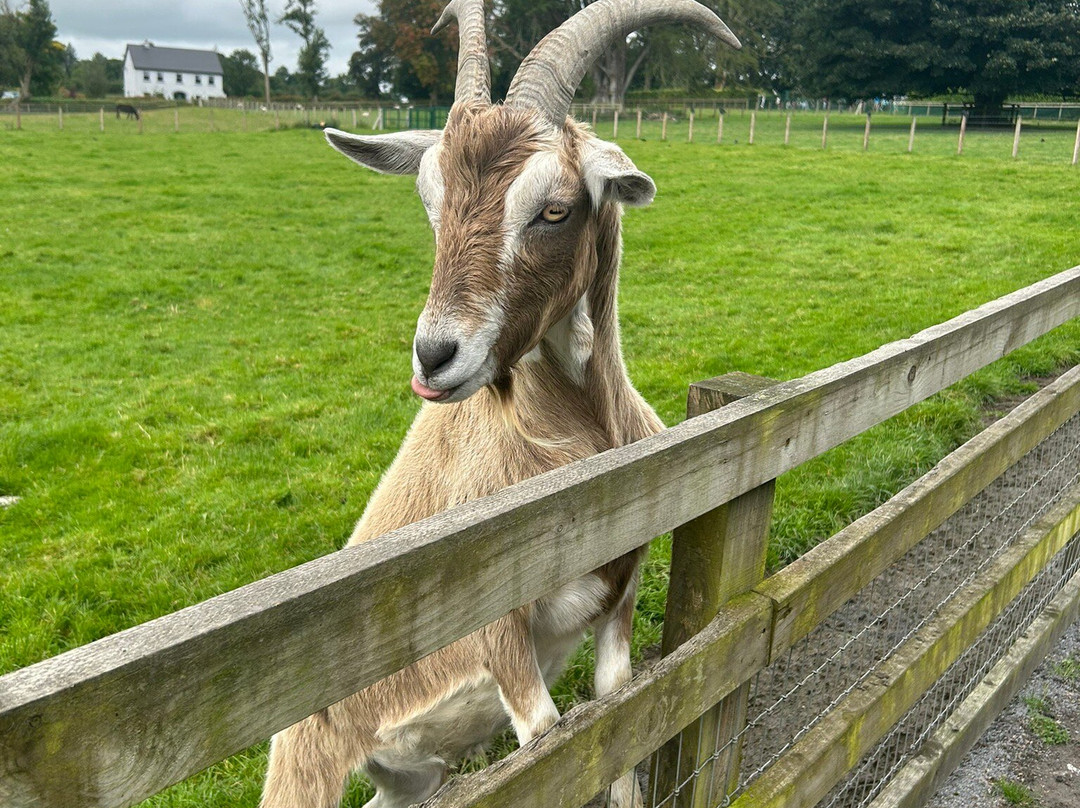 Turoe Pet Farm & Leisure Park-Bullaun必去景点