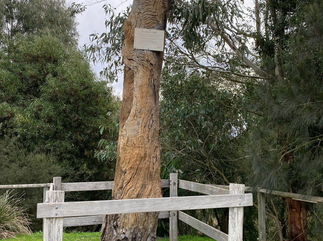 Aboriginal Scarred Tree-Stratford必去景点