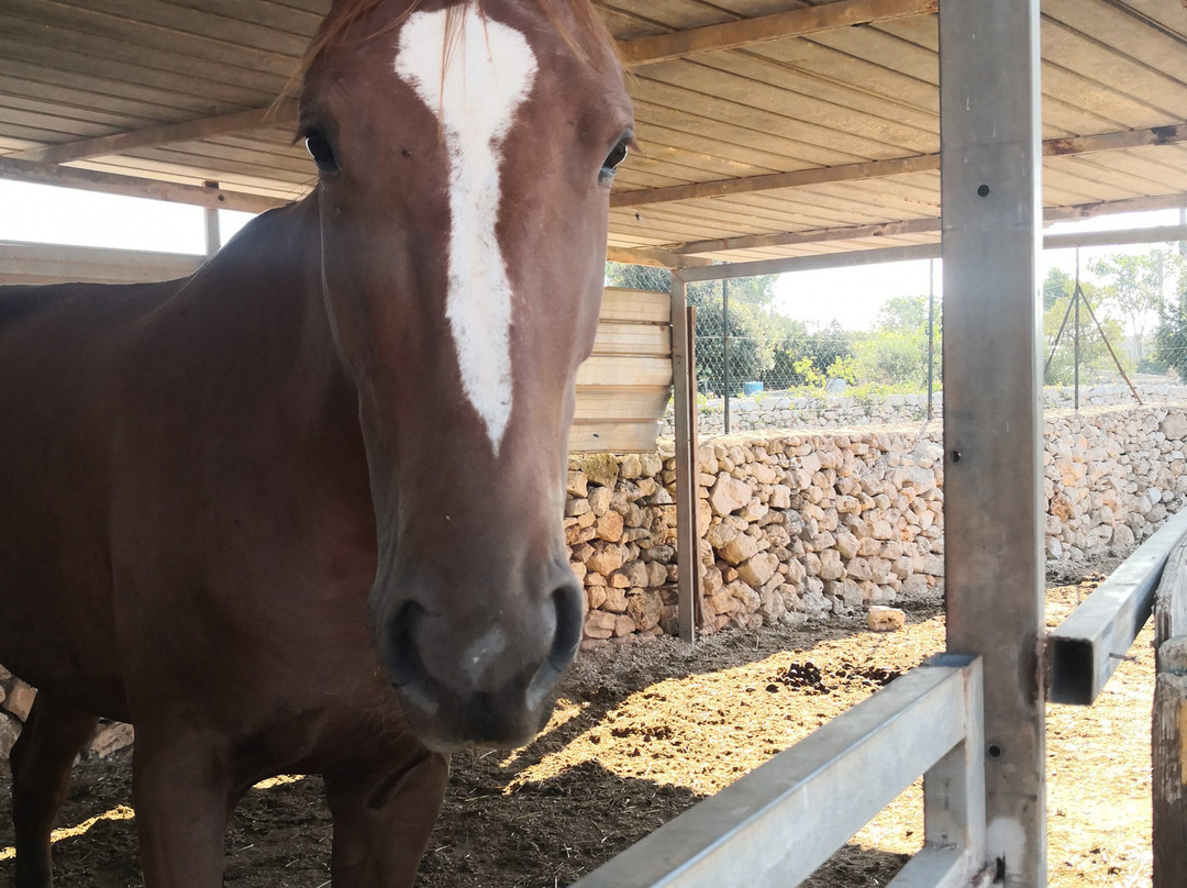 Delle Rose Horses Club主图