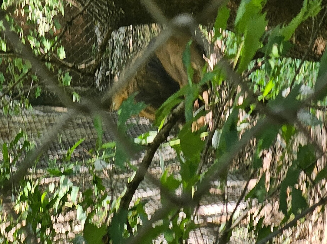 Exotic Feline Rescue Center-Centerpoint必去景点