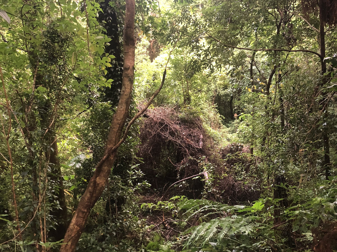 Yakushima Experience - Private Tour-屋久岛町必去景点
