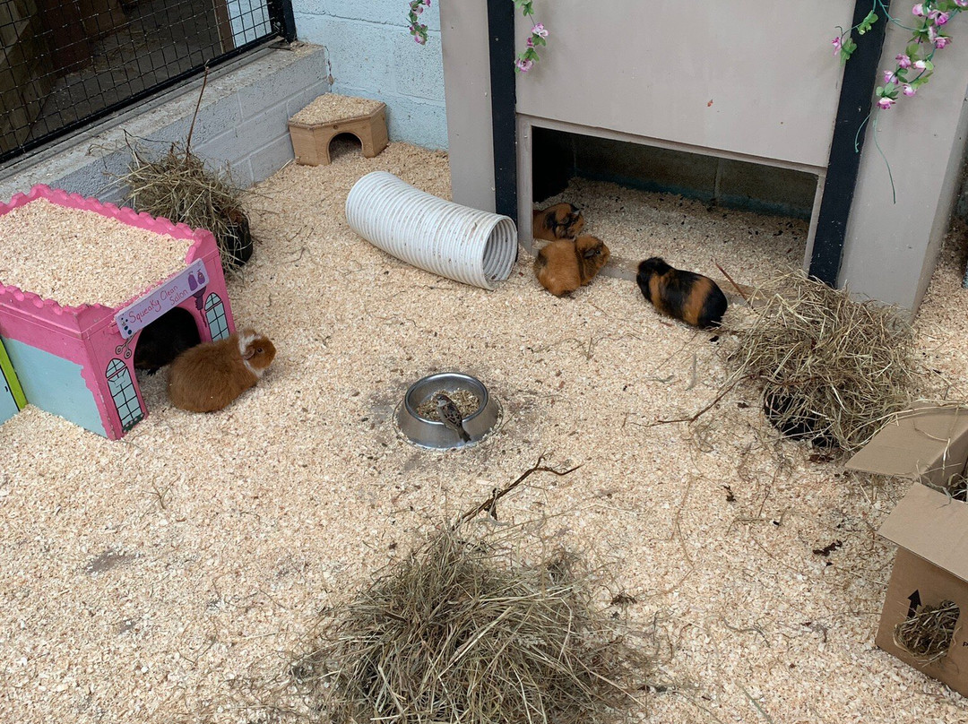 Cockfields Farm Park景点图片