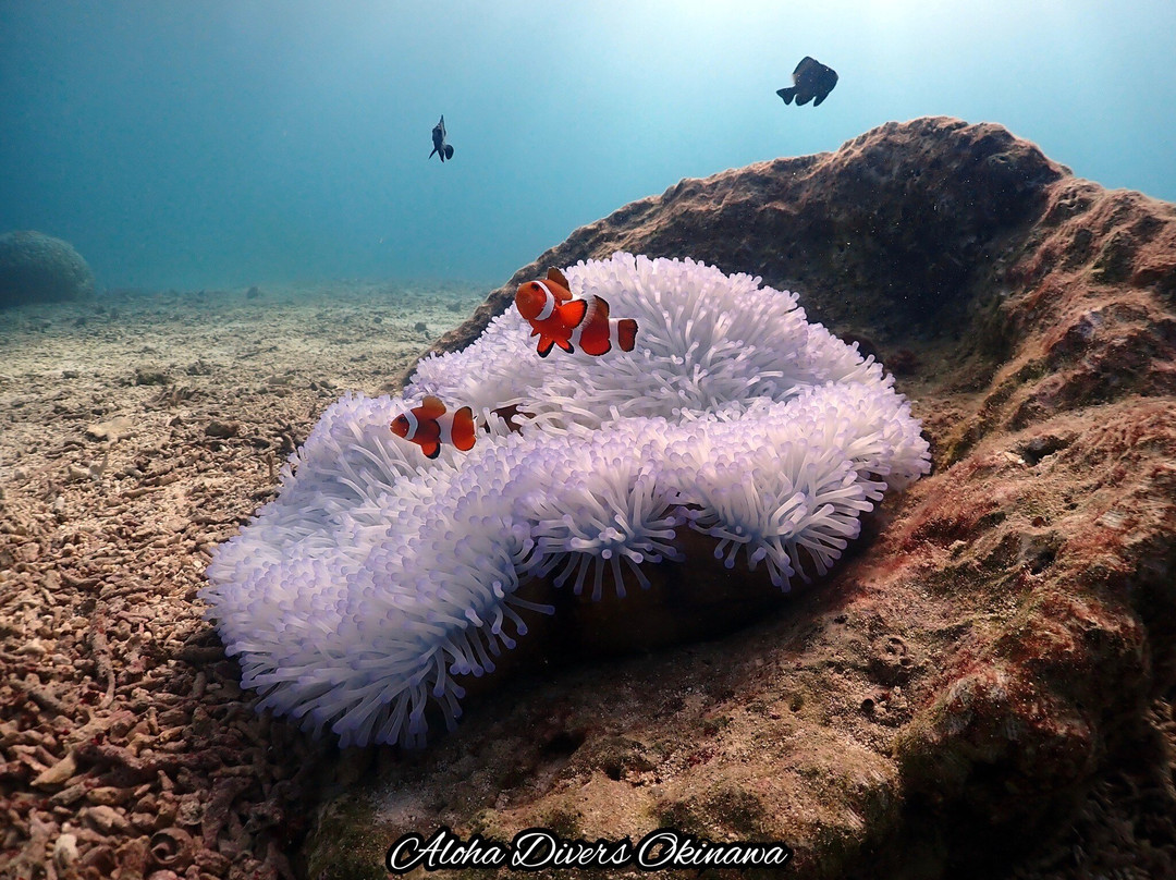 Aloha Divers Okinawa-嘉手纳町必去景点