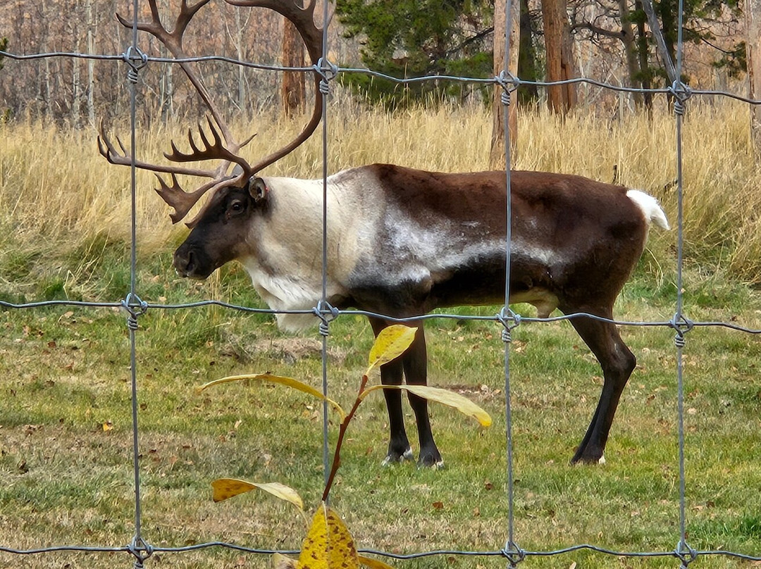 Yukon Wildlife Preserve景点图片