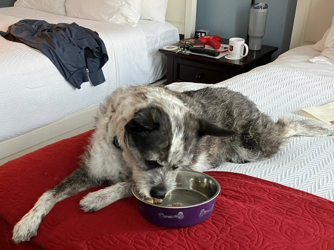 The Cadillac House Lexington, Tapestry Collection By Hilton主图