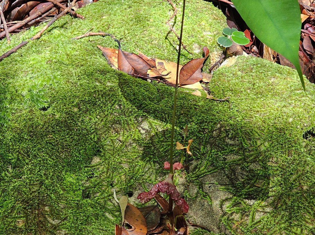 Bukit Patoi Forest Recreation Park-Bangar必去景点