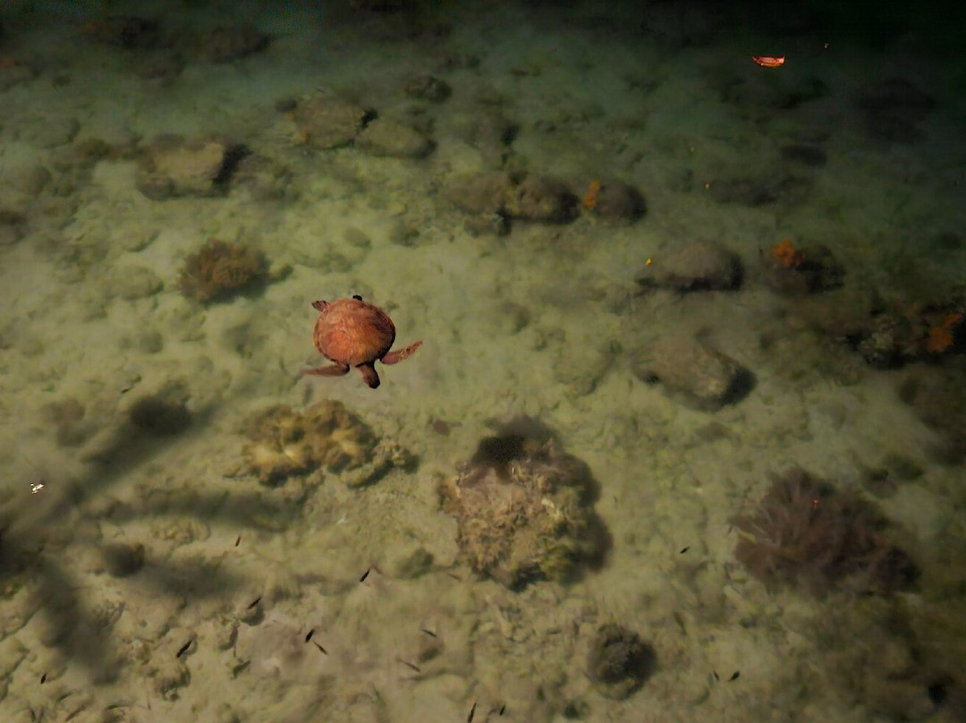 Lisar Bahari Guest house主图