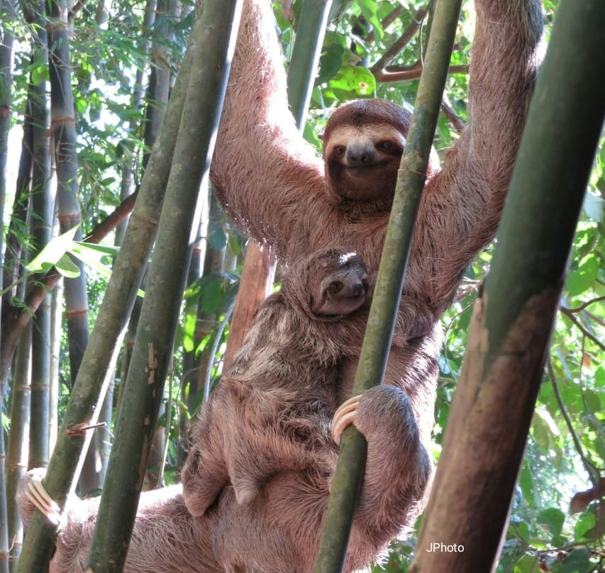 Manuel Antonio Park Wildlife Tour-哥斯达黎加安东尼奥国家公园必去景点