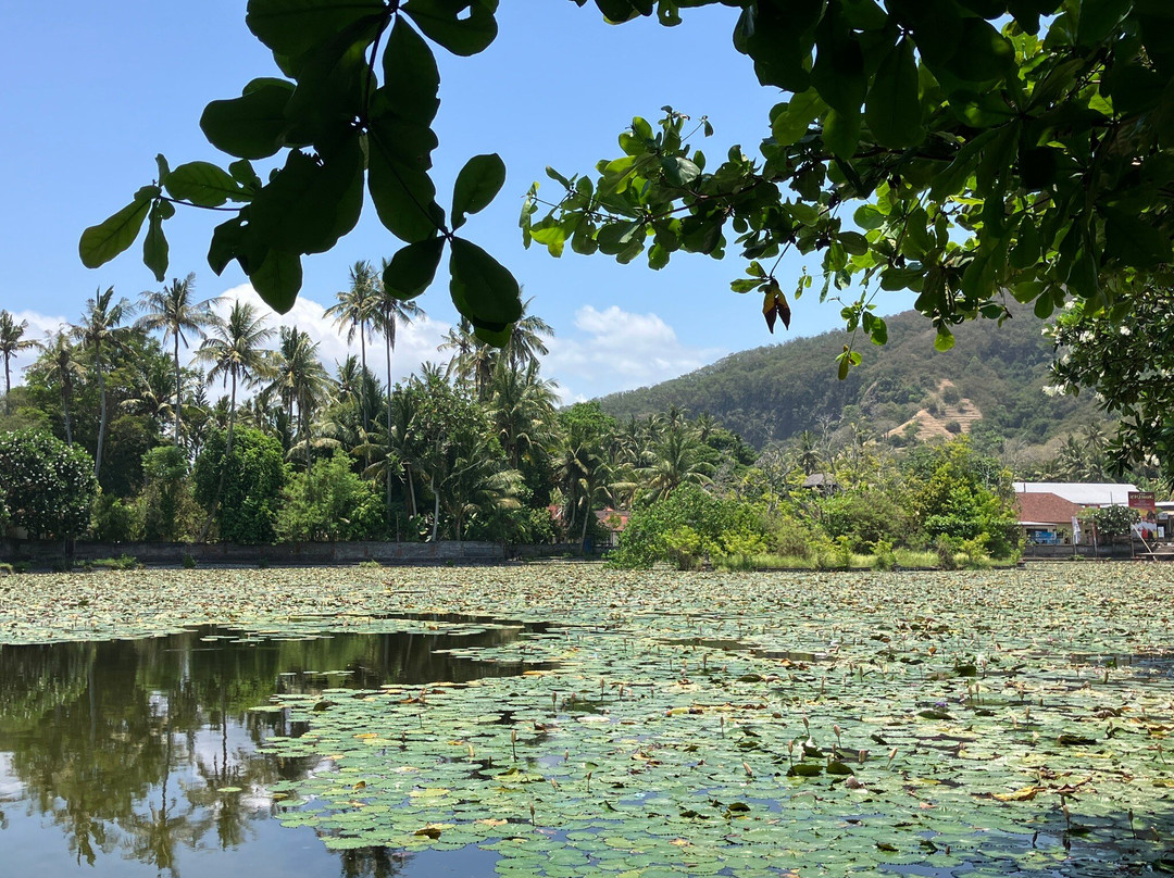 Lotus Lagoon-甘地达萨必去景点