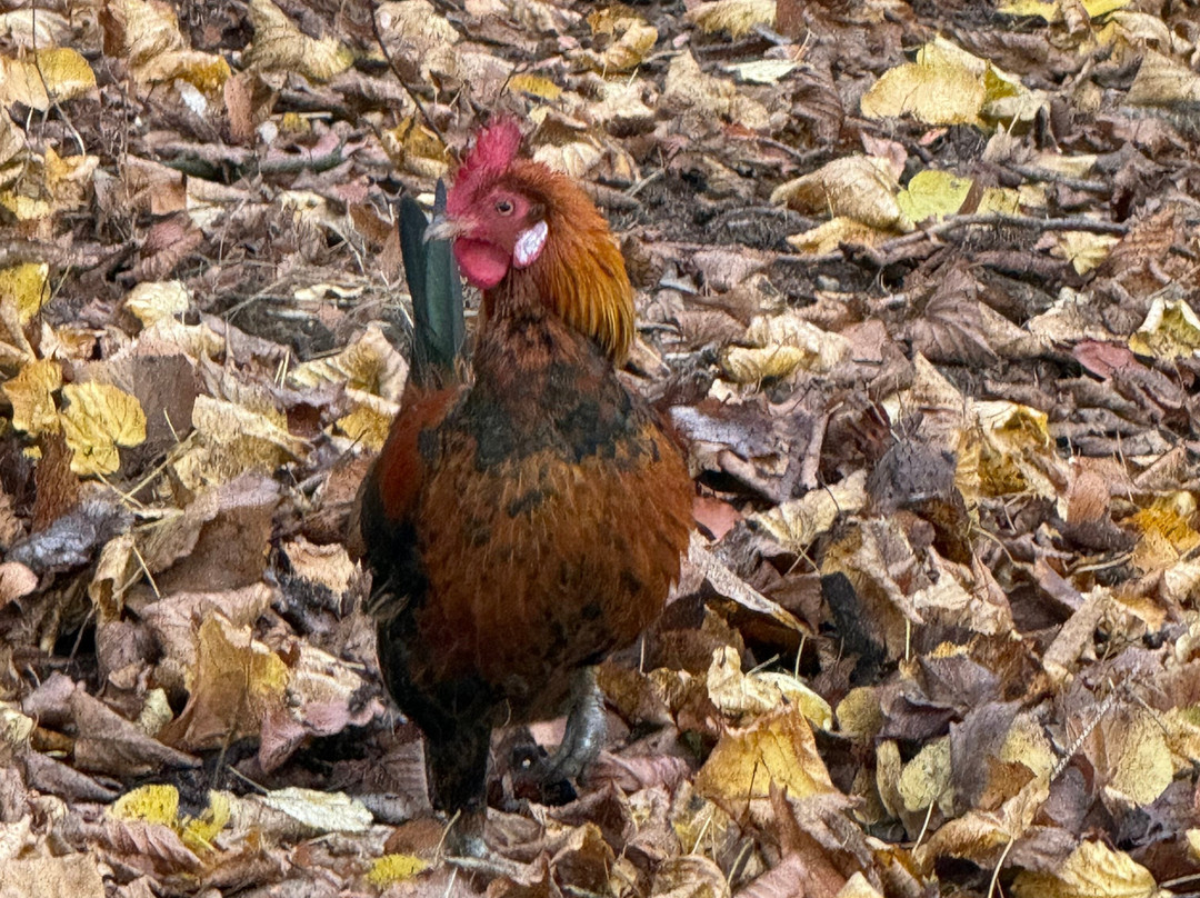 Tierpark Neumünster景点图片