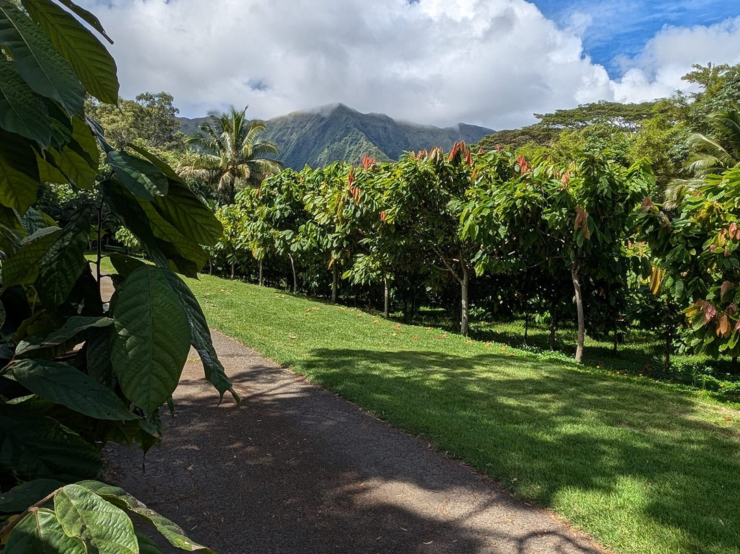 21 Degrees Estate Cacao Farm-卡内奥赫必去景点