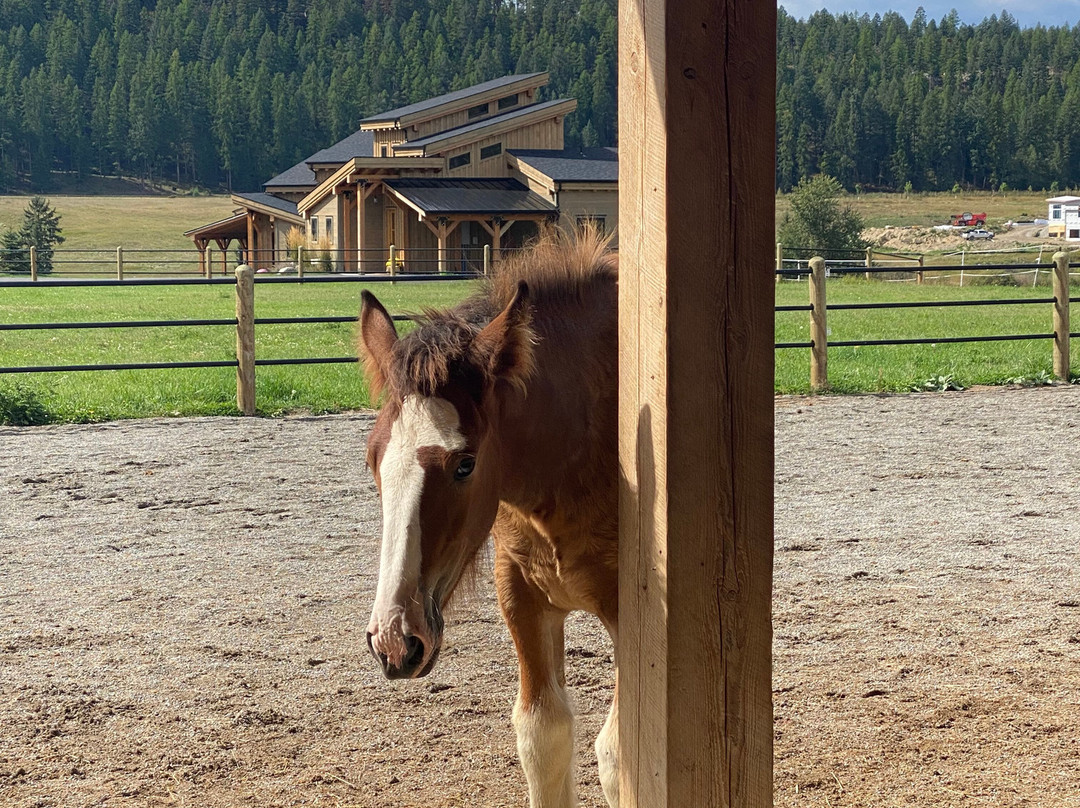 Clydesdale Outpost主图