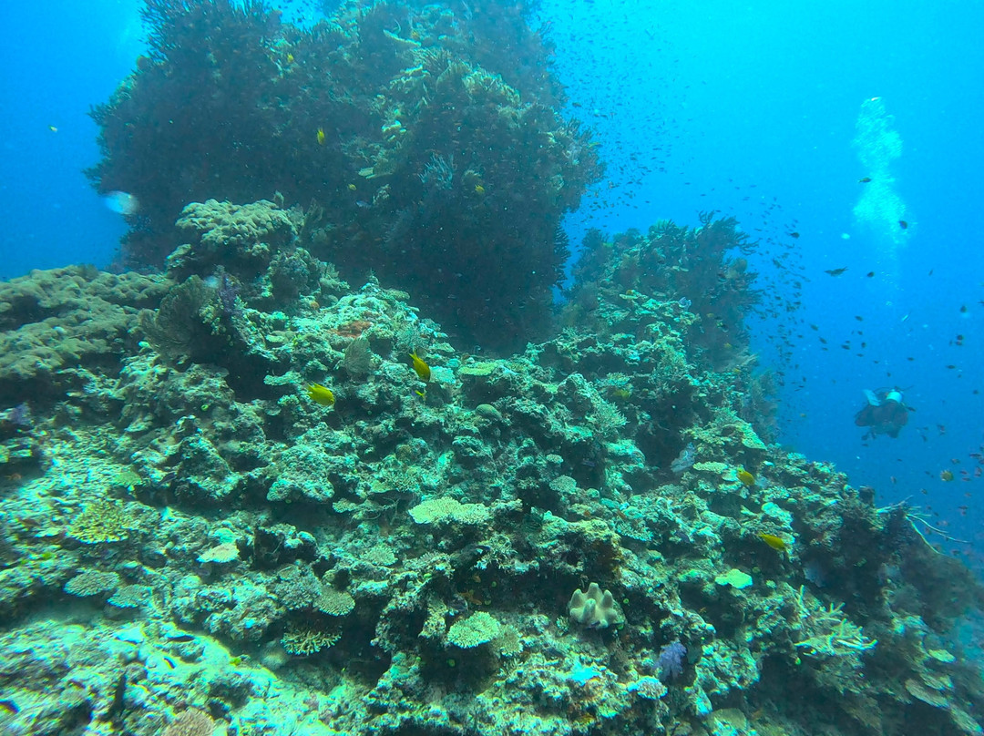 Dive Savusavu Fiji景点图片
