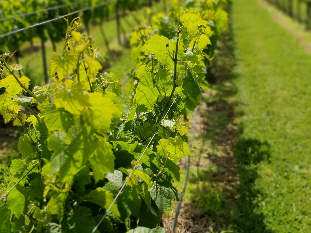 Harman Wines-Wattle Bank必去景点