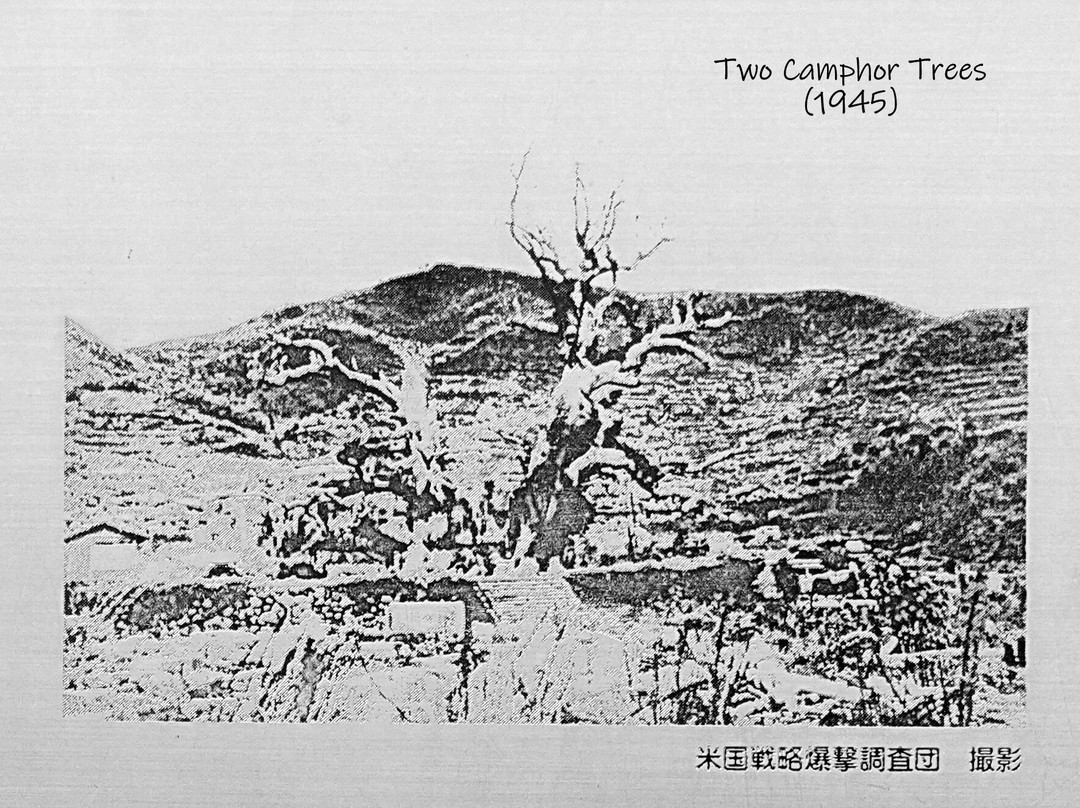 Exposed Camphor Tree-长崎市必去景点