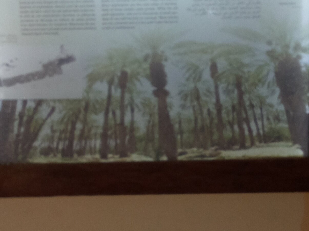 Eden Palm Tresors de l'Oasis-吐泽尔必去景点