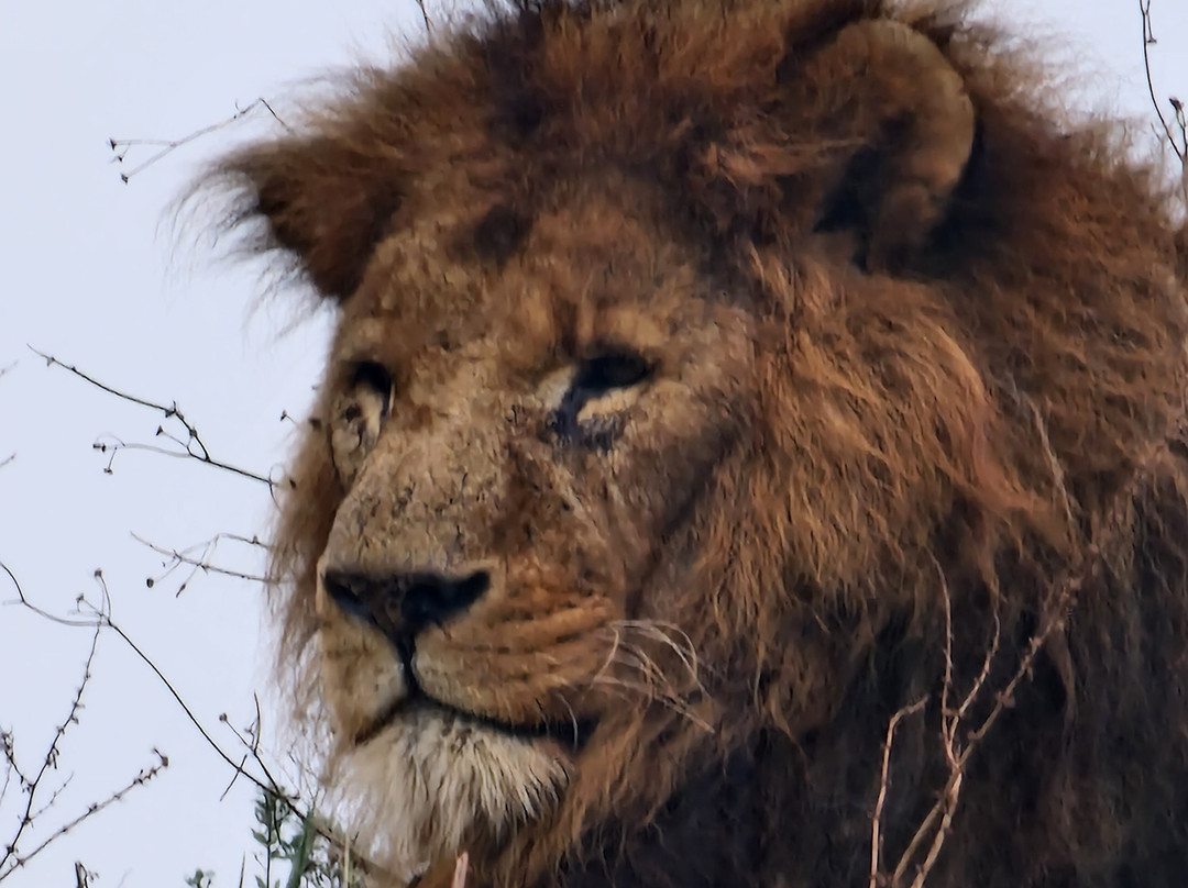 South Lakes Safari Zoo景点图片