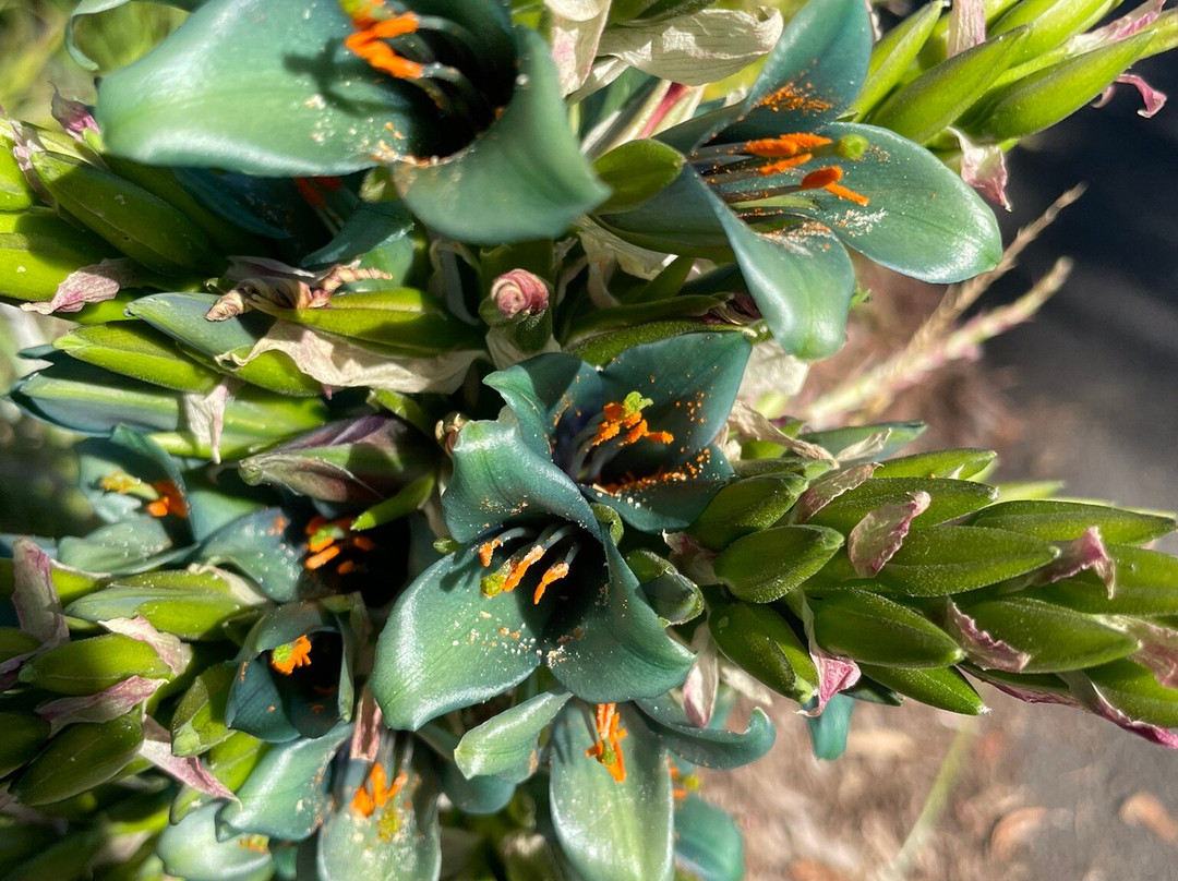 吉朗植物园-季隆必去景点