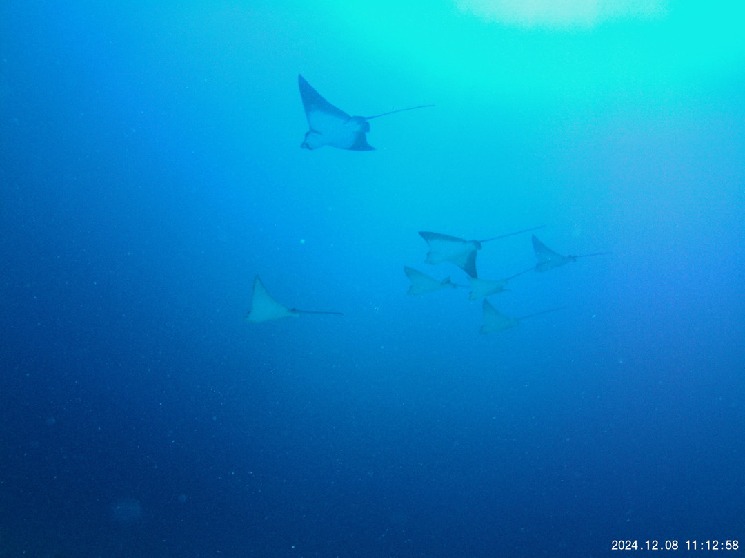 Meridis Dive and Water Sports at Cocogiri景点图片