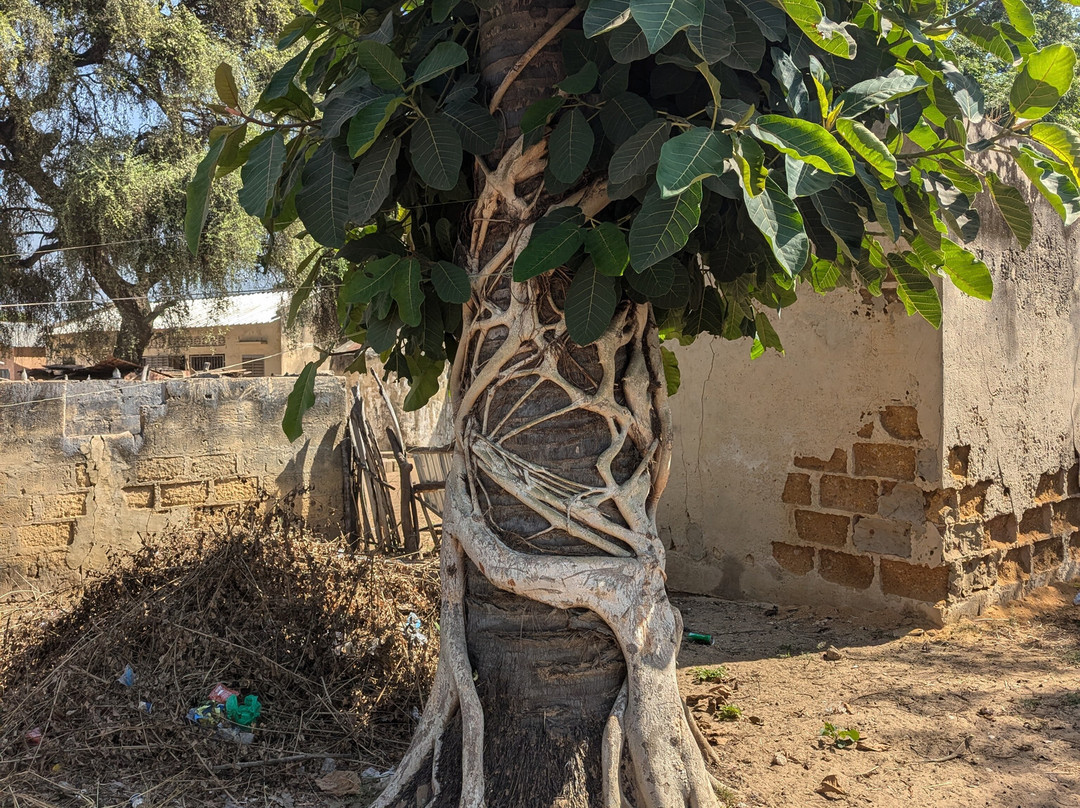 Malick Travel Senegal景点图片
