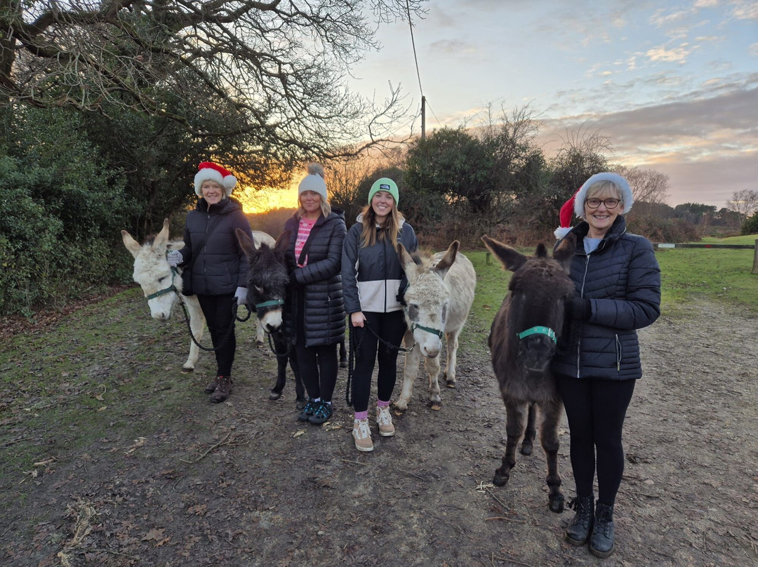 Brockenhurst Donkey Walks景点图片