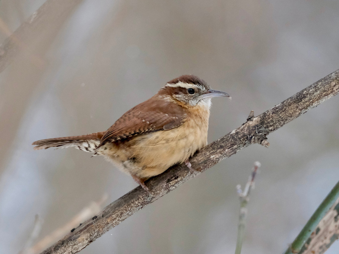 Malcolmson Park-圣凯瑟琳斯必去景点
