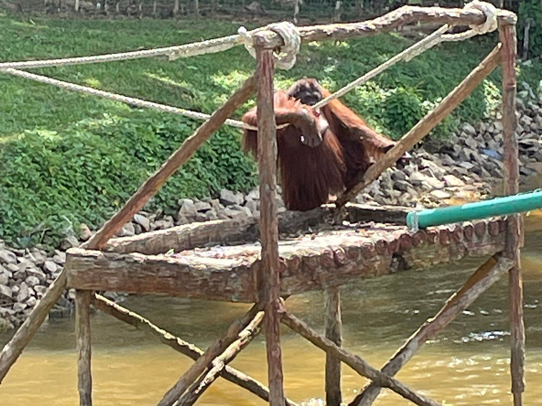 Bukit Merah Orang Utan Island Foundation-新芒魏必去景点