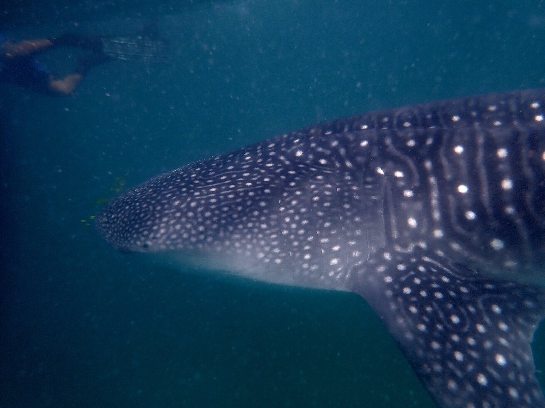 Afro Whale Shark Safari