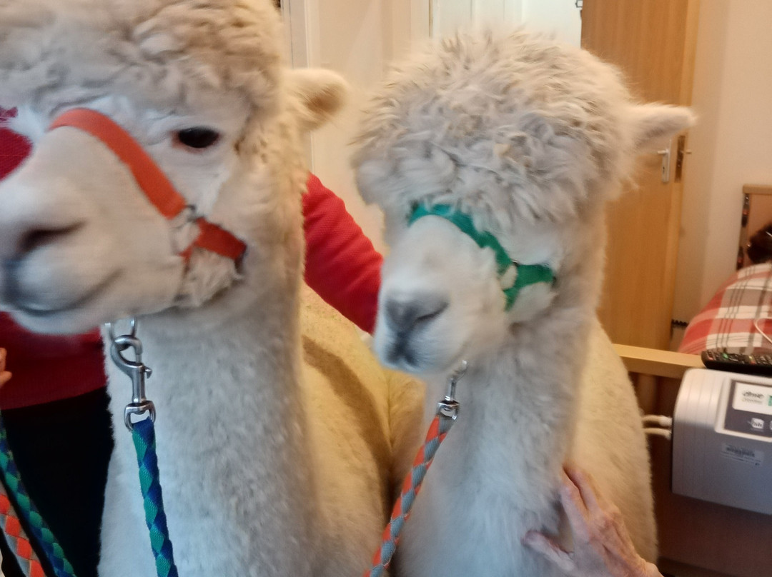 Natterjack Alpacas景点图片