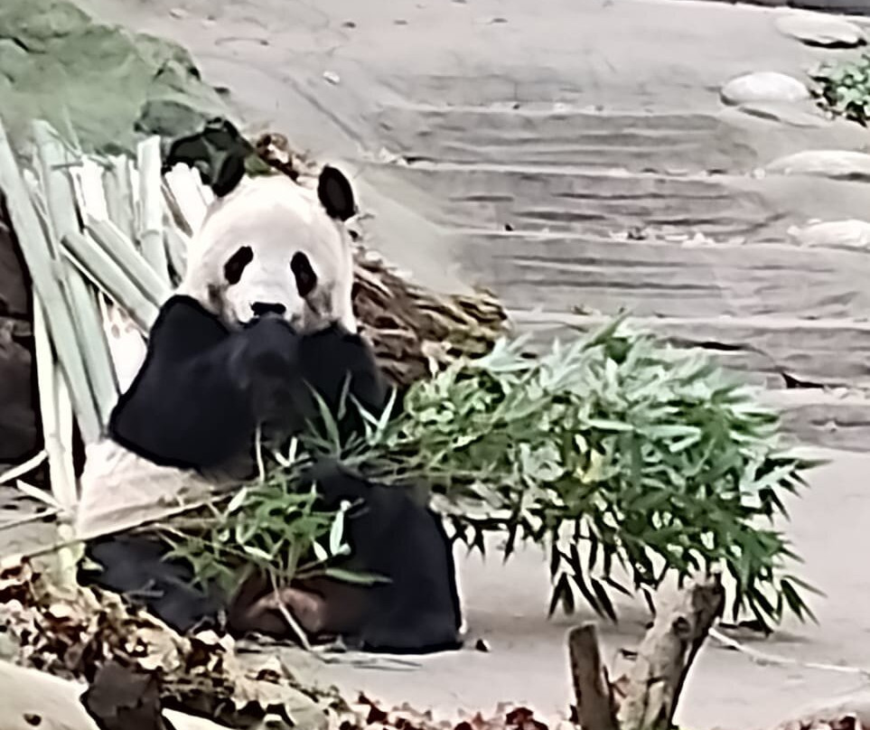 大熊猫保护研究中心都江堰基地-都江堰市必去景点