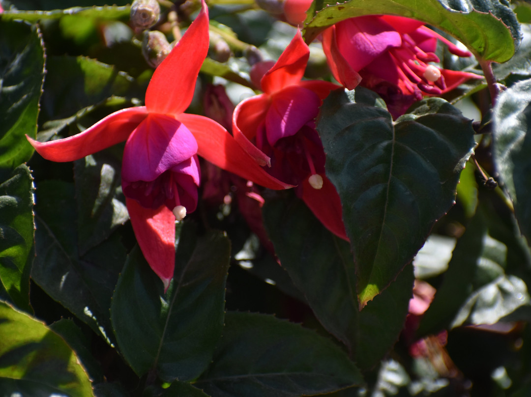 Caleta Tumbes-Talcahuano必去景点